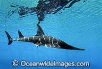 White-spotted Guitarfish Rhynchobatus djiddensis Photo - Gary Bell