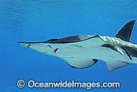 Rhynchobatus djiddensis Photo - Gary Bell