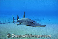 Giant Guitarfish Rhynchobatus djiddensis Photo - Gary Bell