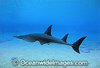 White-spotted Guitarfish Photo - Gary Bell
