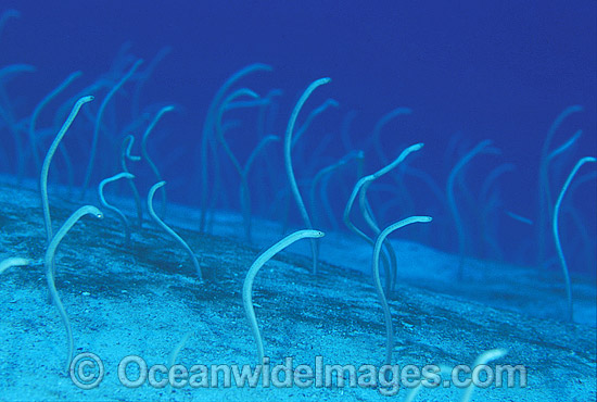 Pacific Spaghetti Eels feeding photo Pacific Spaghetti Eels feeding photo