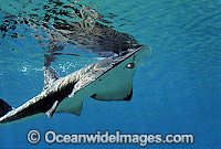 Giant Guitarfish Rhynchobatus djiddensis Photo - Gary Bell