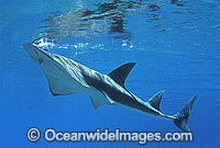 Rhynchobatus djiddensis Shovelnose Ray Photo - Gary Bell