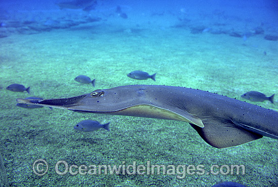 Giant Shovelnose Ray Rhinobatos typus photo Giant Shovelnose Ray Rhinobatos typus photo