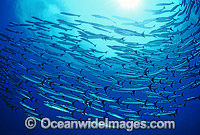 Schooling Chevron Barracuda Photo - Gary Bell