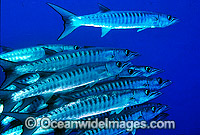 Schooling Chevron Barracuda Photo - Gary Bell
