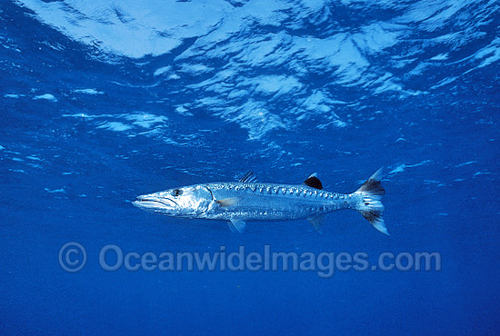 Great Barracuda Sphyraena barracuda photo Great Barracuda Sphyraena barracuda photo