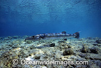 Great Barracuda Photo - Gary Bell