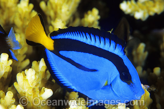 Blue Tang Paracanthurus hepatus photo