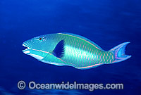 Red-speckled Parrotfish male courting female Photo - Gary Bell