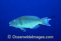 Parrotfish male courting female Photo - Gary Bell