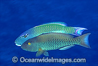 Red-speckled Parrotfish male courting female Photo - Gary Bell