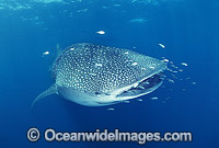 Whale Shark Pilot Fish around mouth Photo - Gary Bell