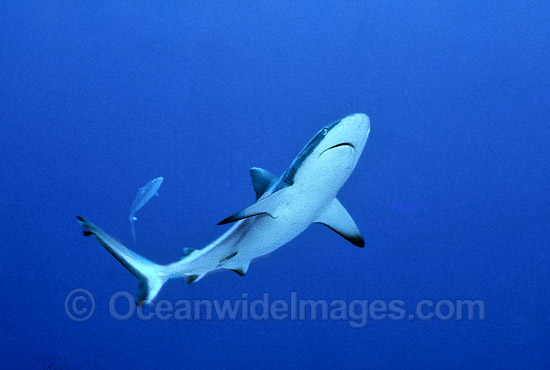 Grey Reef Shark Carcharhinus amblyrhynchos photo Grey Reef Shark Carcharhinus amblyrhynchos photo
