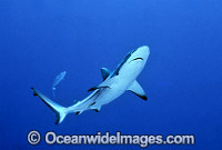 Grey Reef Shark Carcharhinus amblyrhynchos Photo - Gary Bell