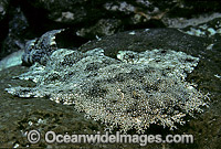 Tasselled Wobbegong Shark Eucrossorhinus dasypogon Photo - Gary Bell