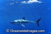 Great White Shark Photo - Gary Bell