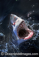 Great White Shark with open jaws Photo - Gary Bell