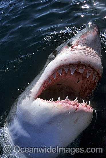 Great White Shark with open jaws photo Great White Shark with open jaws photo