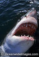 Great White Shark with open jaws Photo - Gary Bell