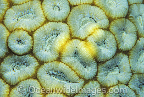 Faviid Coral detail photo Faviid Coral detail photo