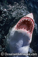 Great White Shark with open jaws Photo - Gary Bell