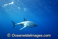 Great White Shark underwater Photo - Gary Bell