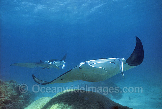 Giant Oceanic Manta Ray photo Giant Oceanic Manta Ray photo