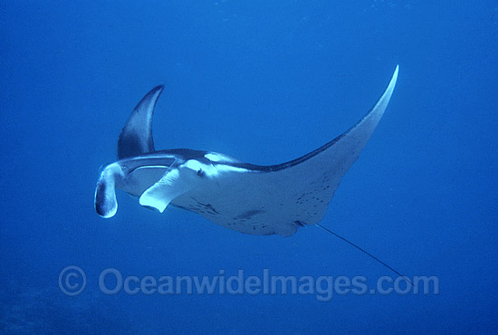 Manta Ray photo