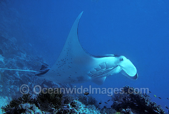 Manta Ray Manta birostris photo