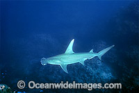 Great Hammerhead Shark Sphyrna mokarran Photo - Gary Bell