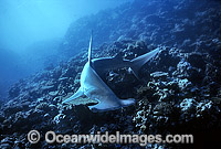 Great Hammerhead Shark Sphyrna mokarran Photo - Gary Bell