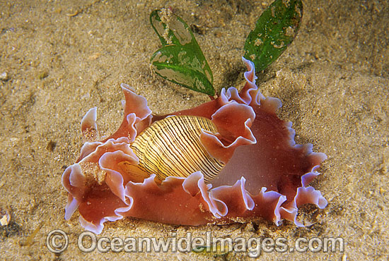 Bubble Snail Hydatina physis photo Bubble Snail Hydatina physis photo