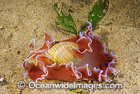 Bubble Snail Hydatina physis Photo - Gary Bell