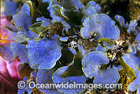Algae Distromium flabellatum Photo - Gary Bell