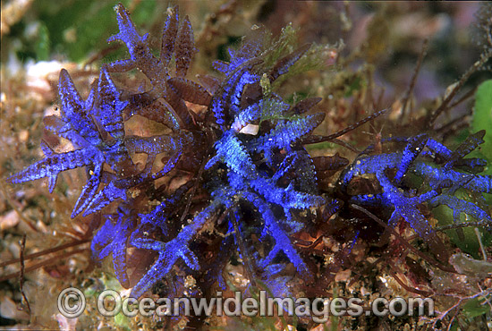Red Alga Champia compressa photo Red Alga Champia compressa photo
