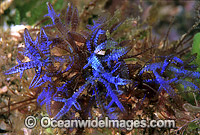 Red Alga Champia compressa Photo - Gary Bell