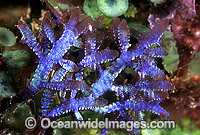 Red Alga Champia compressa Photo - Gary Bell