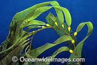 Giant Kelp Gas filled floats Photo - Gary Bell