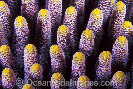 Acropora Coral Acropora millepora photo Acropora Coral Acropora millepora photo