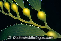 Giant Kelp Gas filled floats Photo - Gary Bell