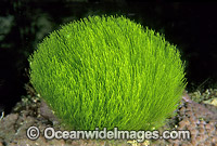 Turtleweed Chlorodesmis fastigiata Photo - Gary Bell