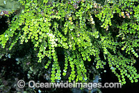 Coralline Alga Halimeda capiosa Photo - Gary Bell