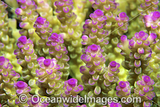 Acropora Coral Acropora sp. photo Acropora Coral Acropora sp. photo