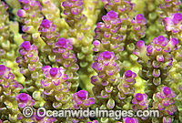 Acropora Coral Acropora sp. Photo - Gary Bell