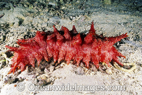 Sea Cucumber photo Sea Cucumber photo