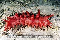 Sea Cucumber Photo - Gary Bell
