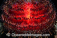Fire Urchin Asthenosoma varium Photo - Gary Bell