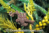 Basket Star on Sea Algae Photo - Gary Bell
