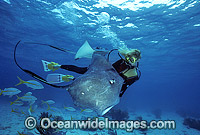 Scuba Diver Southern Stingray Photo - Gary Bell